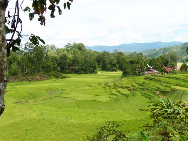 Sulawesi Toraja Travel
