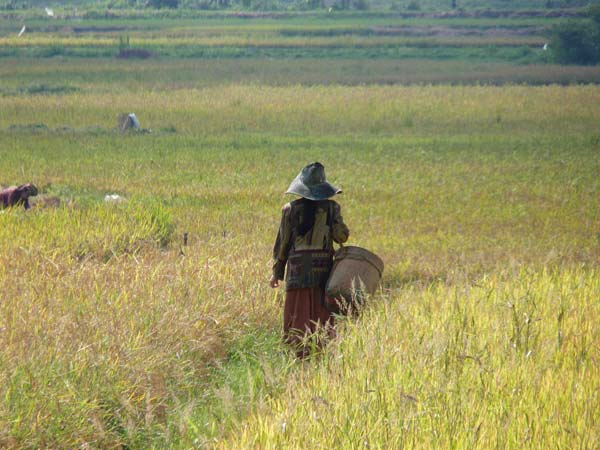 Sulawesi Toraja Travel