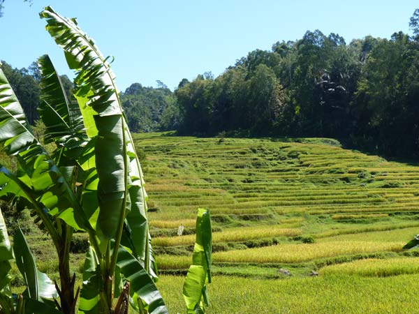 Sulawesi Toraja Travel