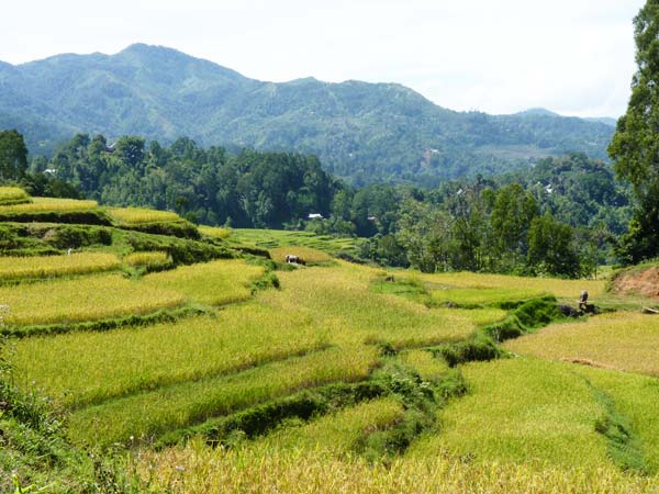 Sulawesi Toraja Travel