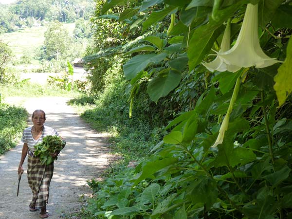 Sulawesi Toraja Travel