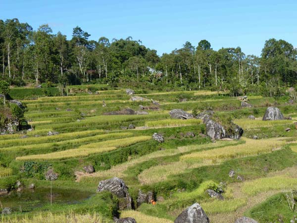 Sulawesi Toraja Travel