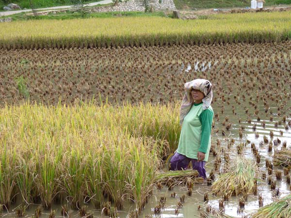 Sulawesi Toraja Travel