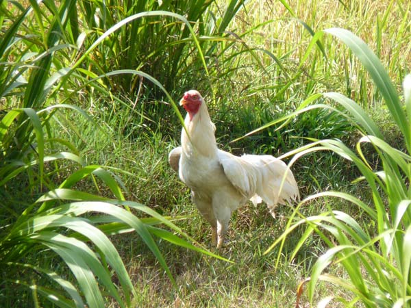 Sulawesi Toraja Travel