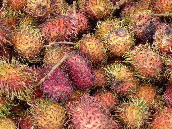 Sulawesi Toraja Travel