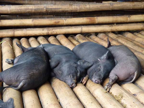 Sulawesi Toraja Travel