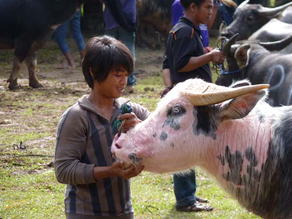 Sulawesi Toraja Travel