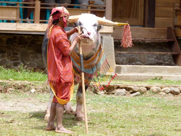 Sulawesi Toraja Travel