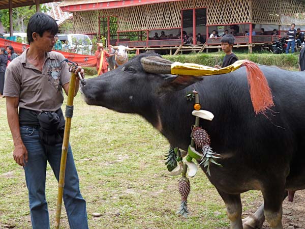 Sulawesi Toraja Travel