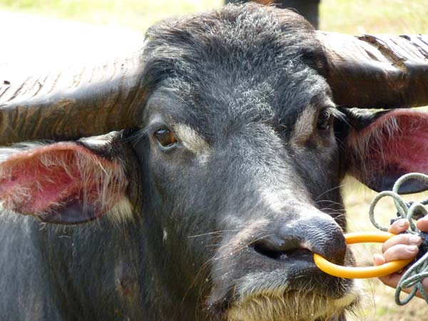 Sulawesi Toraja Travel