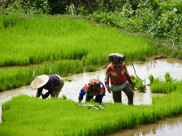 Sulawesi Toraja Travel